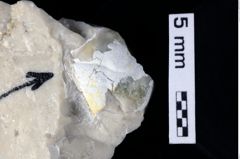 Foto (Detailansicht) von Decapoda indet. (NHMW-GEO-1990-0041-0405)